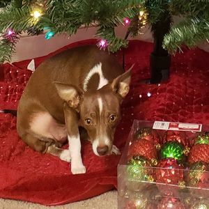 Meet your Posher, Scarlet